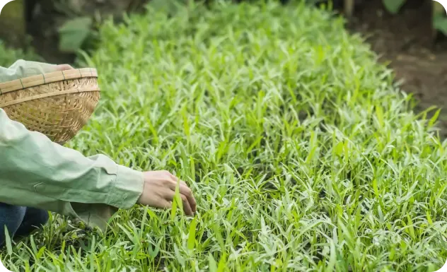 Συσκευασίες